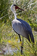 Wattled Crane (Grus carunculata)
