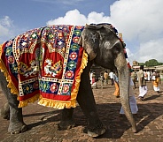 Temple Elephant - Thanjavur - India