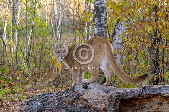 Mountain Lion (Female)