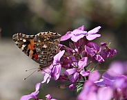 Painted Lady Buttefly