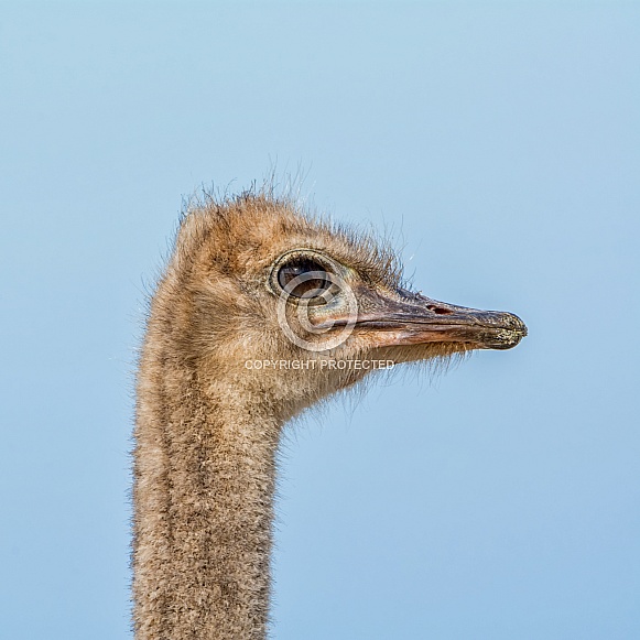 Juvenile Ostrich