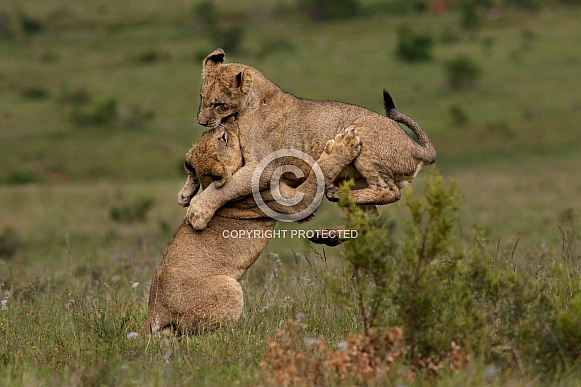 Lion cubs airborne