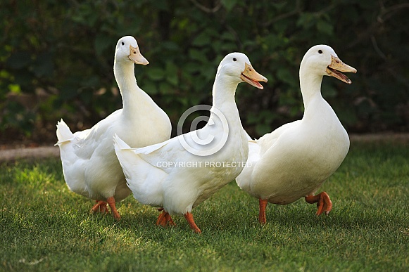 Three Pekin Ducks