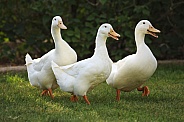 Three Pekin Ducks