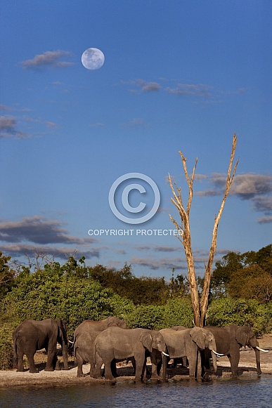African Elephants - Chobe National Park - Botswana