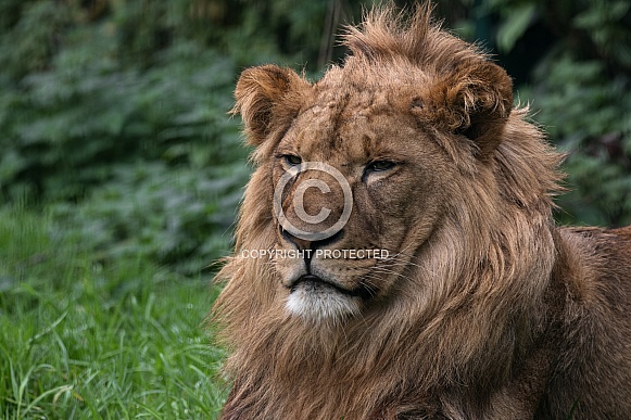 Young African Lion, Close up