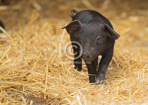 Very Young Rare Large Black Piglet