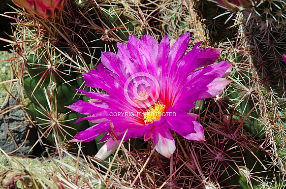 Glory of Texas Cactus Flower
