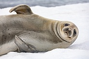 Antarctic Fur Seal - Antarctica