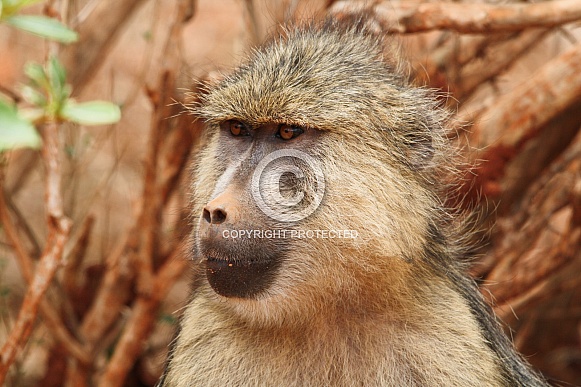 Olive Baboon Profile picture Shot in the wild