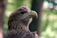 European Eagle