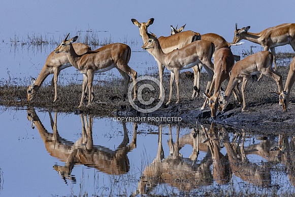 Group of Impala antelopes drinking