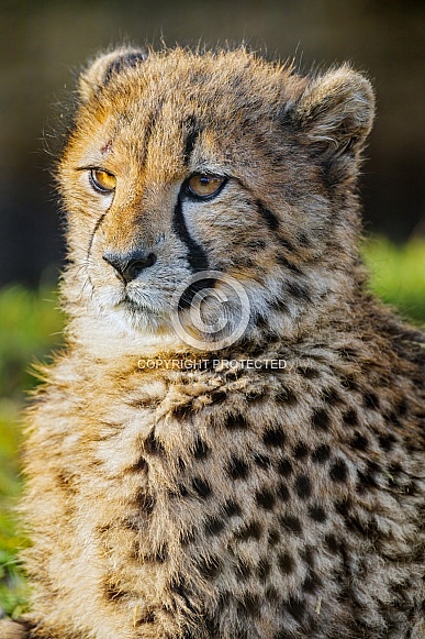 Portrait of a cheetah cub