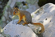 Persian Squirrel