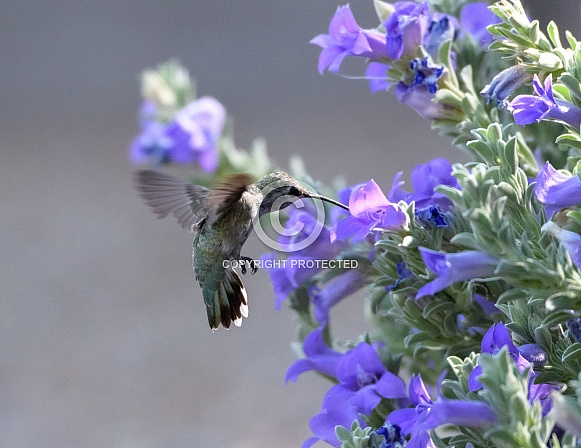 Anna's hummingbird by flowers
