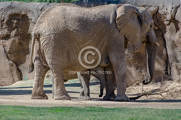 Elephant with Calf