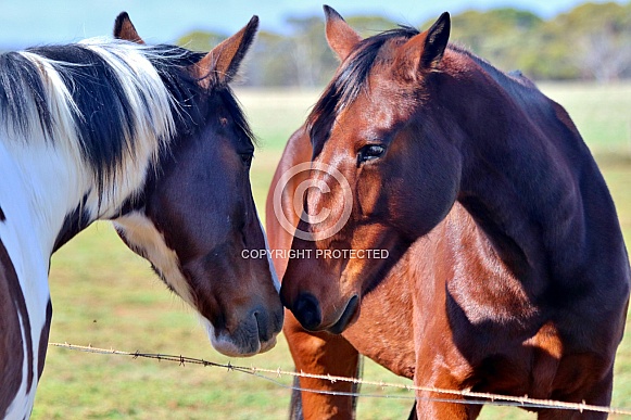 Two Horses Meeting Over Fence