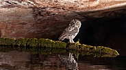 Western Screech-Owl, Megascops kennicottii