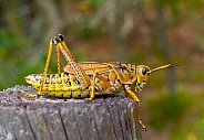 Eastern lubber grasshopper - Romalea microptera