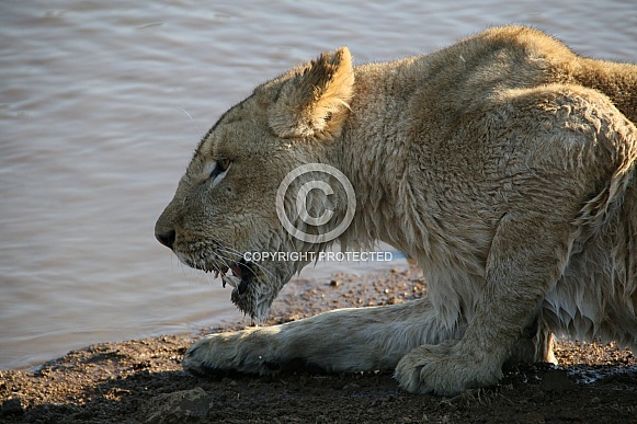 Wet Lioness