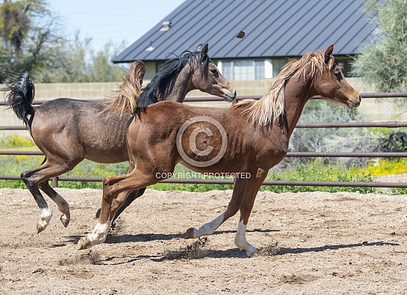 Two young Arabian foals running