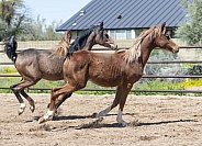 Two young Arabian foals running