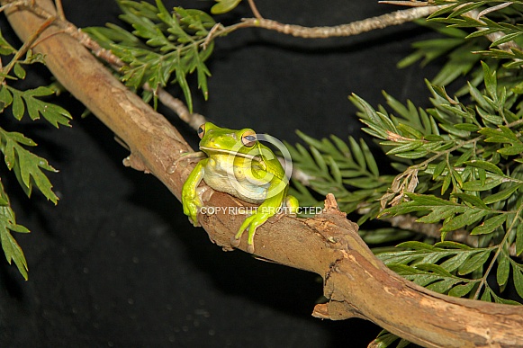 Australian Green Tree Frog