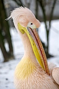 white pelican (Pelecanus onocrotalus)