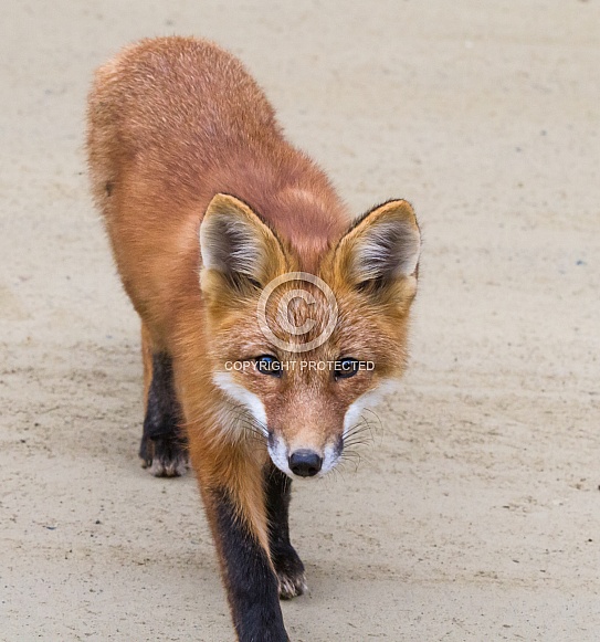 Juvenile Red Fox Closeup