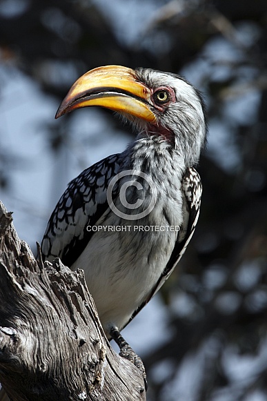 Yellow-billed Hornbill - Botswana