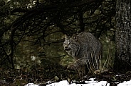 Canada Lynx-Hunting Canada Lynx