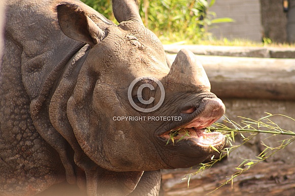 Greater One-horned rhino