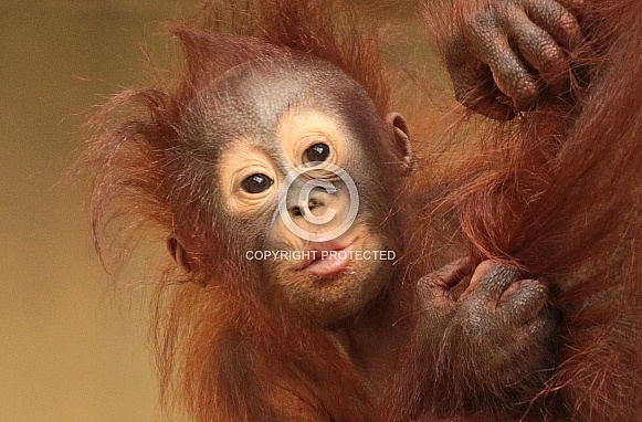 young orangutan