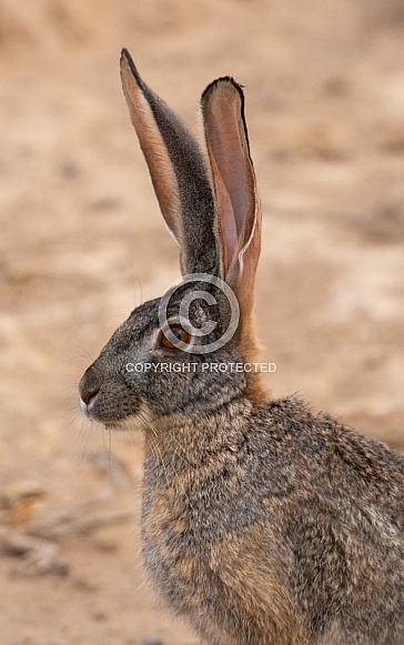 Cape scrub hare