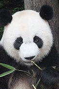 Giant Panda feeding