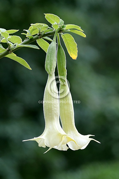 Datura Brugmansia ( Brugmansia suaveolens)