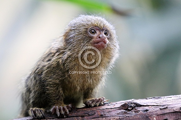 Pygmee marmoset (Cebuella)