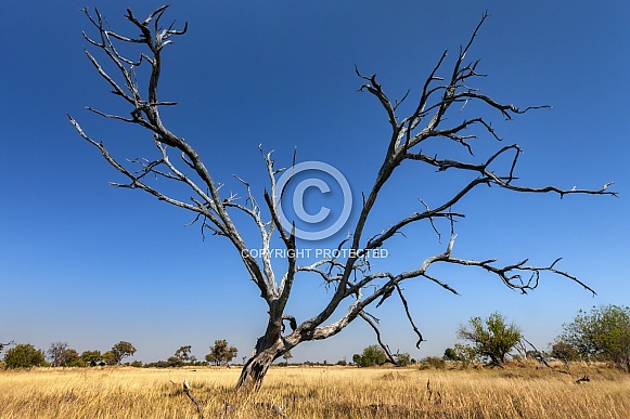 Dead tree in the African bush