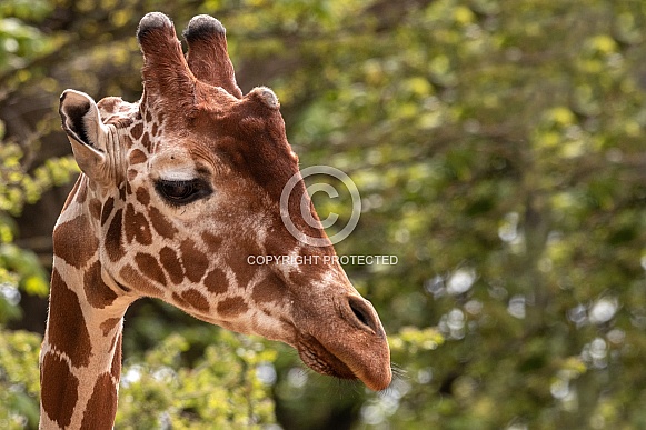Reticulated Giraffe Head Shot Close Up