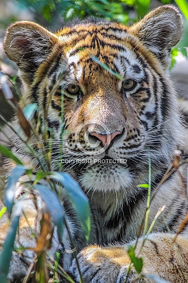 Young Amur Tiger