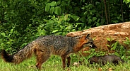Gray fox and baby in front of rock