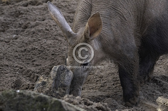 Aardvark Digging Behind Log