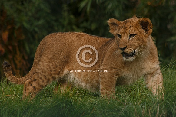 Lion Cub Standing Upright Looking Back