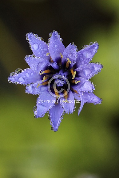 Purple flower in the rain
