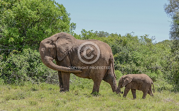 Waiting For Junior. African Elephants