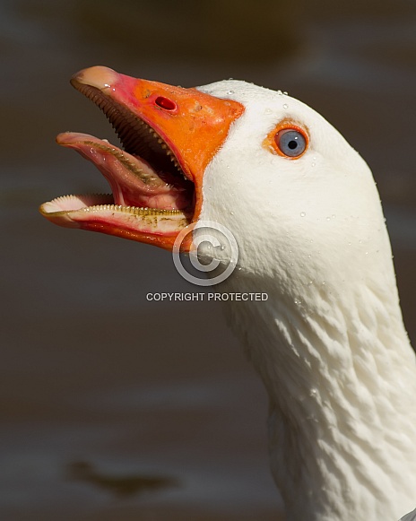 Angry Domestic Goose