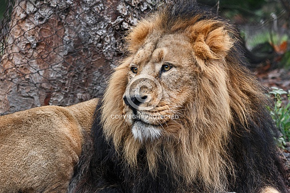 Male Lion Close up