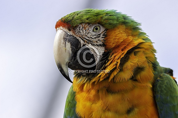 Hybrid Macaw Close Up