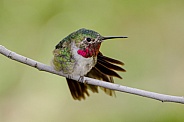 Broad-tailed Hummingbird - Male