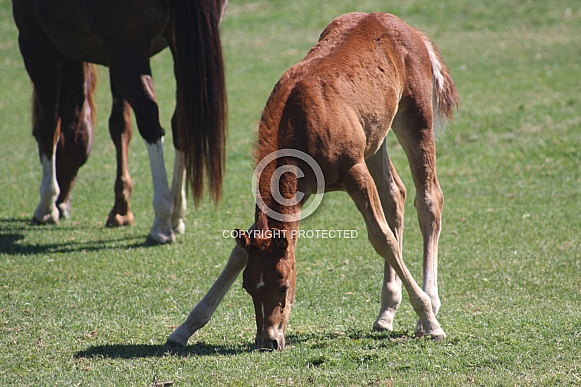 long legged foal